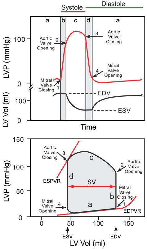 CV Physiology | Ventricular Pressure-Volume Relationship