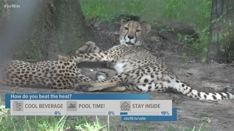 Caldwell Zoo working to protect their animals from the heat | cbs19.tv