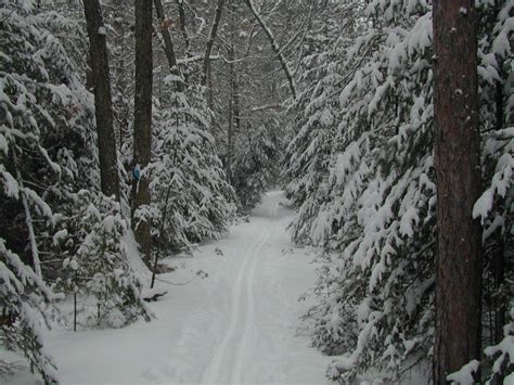 Huron-Manistee National Forests - Home in 2021 | Manistee national forest, Cross country skiing ...