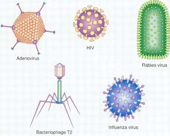 Viral Infections - how long, body, last, causes