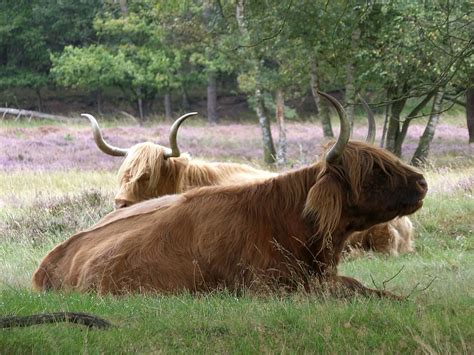 HD wallpaper: Beef, Cow, Horns, Cows, Oxen, scottish highlanders, bovine species | Wallpaper Flare