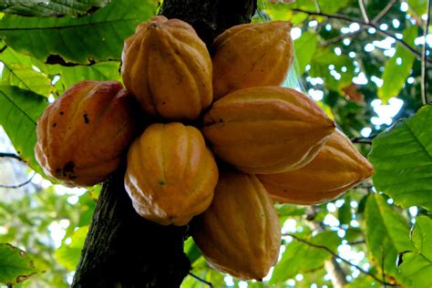 Cacao analysis dates domesticated chocolate trees back 3,600 years | WSU Insider | Washington ...