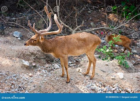 Burmese Brow-Antlered Deer (Eld’s Deer) Royalty Free Stock Image ...