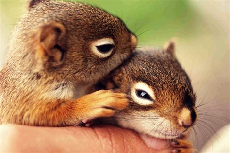 Pin by Melita Bem on Squirels | Baby squirrel, Cute squirrel, Baby animals