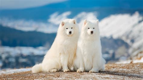 Wallpaper Two Samoyed dogs 1920x1200 HD Picture, Image