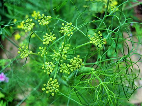 Fennel Plant Free Stock Photo - Public Domain Pictures