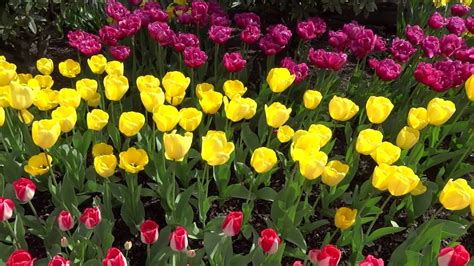 RoozenGaarde Tulips (by windmill) - YouTube