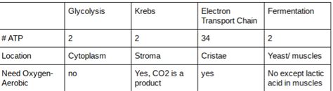 Cellular Respiration Reactants And Products Chart