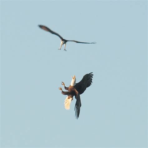 Osprey vs. bald eagle | Flickr - Photo Sharing!