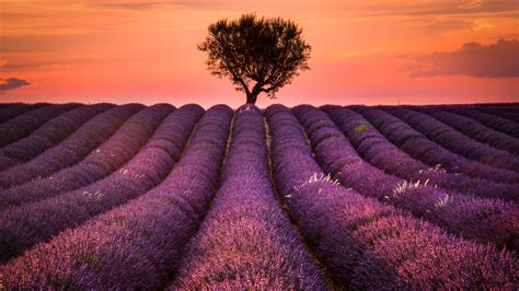 1920x1080 Resolution Lavender Field 1080P Laptop Full HD Wallpaper ...