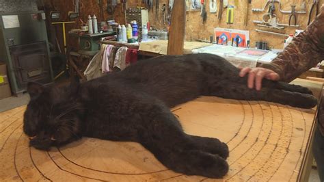 Rare black bobcat donated to New Brunswick Museum for study | CBC News