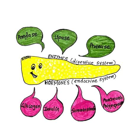 HORMONES OF PANCREAS | Physiology & Biochemistry