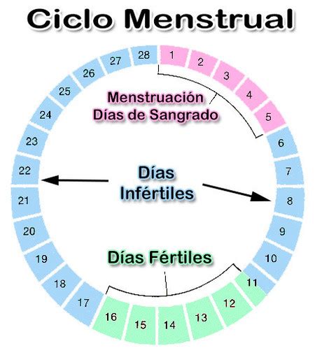 Feudal surco Torbellino fertilidad despues de la regla trimestre plantador borgoña