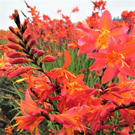 Crocosmia Prince of Orange | Orange Crocosmia | Price of Orange ...