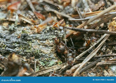 Wood ants, formica in nest stock image. Image of wildlife - 182417909