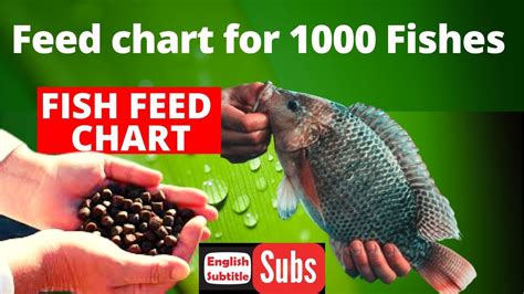 Feed chart for 1000 Fishes in Fish Farming - Onyx Aqua Farm