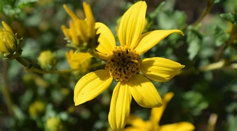 Bahiopsis laciniata ‘San Diego Sunflower’ | Rice Canyon Demonstration ...