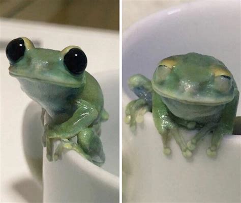 A very happy frog : r/aww