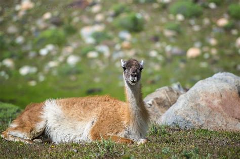 Guanacos of Patagonia | Six Hearts One Journey