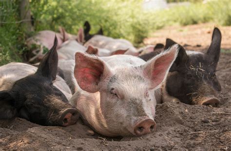 The Benefits of Pasture Raised Pork - Farm One Forty