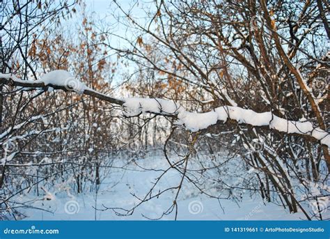 Tree Branch Covered with White Fluffy Snow, Winter in Forest, Blue Sky Background Stock Image ...