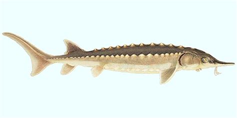 Charles River Watershed Association: Meet the Critters of the Charles: The Atlantic Sturgeon