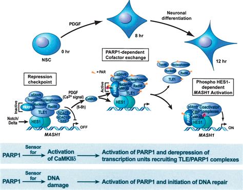 Sensors and signals: a coactivator/corepressor/epigenetic code for ...