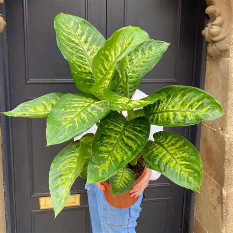 Dieffenbachia ‘Tropic Snow’ - grow urban.