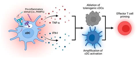 Biology | Free Full-Text | Activation, Amplification, and Ablation as ...