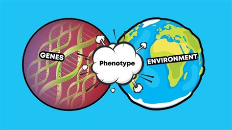 Phenotype | Brief Introduction & Examples