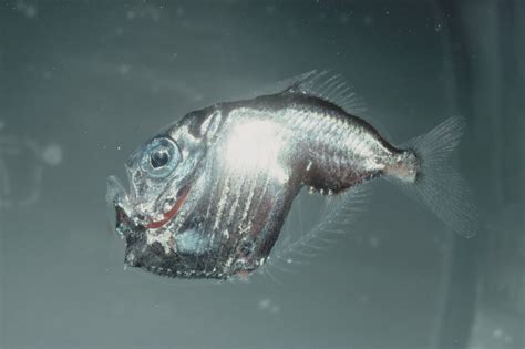 Hatchetfish | Animals | Monterey Bay Aquarium