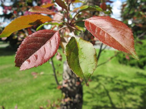 Apple Tree Leaves Stock Image-1 by Neo282Mw-Stock-Image on DeviantArt