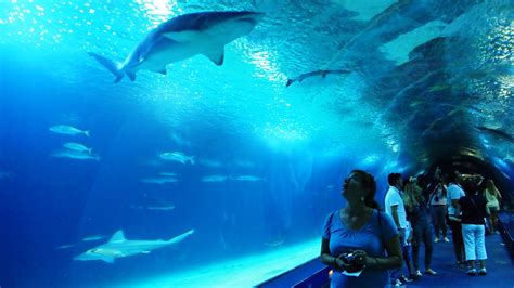 Shark tank at the Valencia aquarium in Spain | Spain tourism, Valencia aquarium, Spain travel