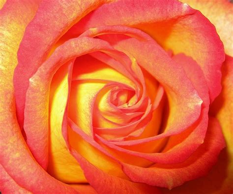 Sunset-colored Rose | My Flower Photos | Pinterest