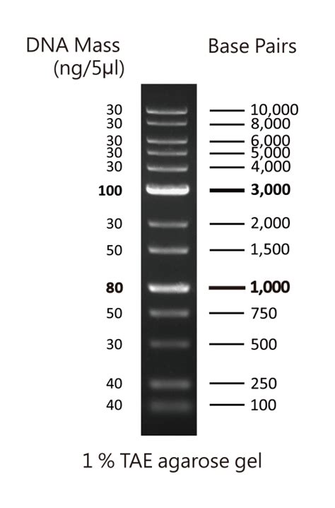 1Kb plus DNA Ladder RTU - HyLabs