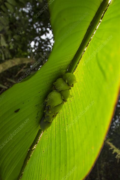 White tent making bat roosting in Heleconia leaf - Stock Image - C049/5799 - Science Photo Library