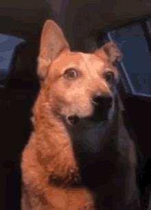 Dingo GIFs | Tenor