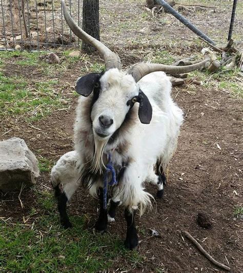 Miniature Goats for sale Weaners/Does/Bucks/Bottle Babies