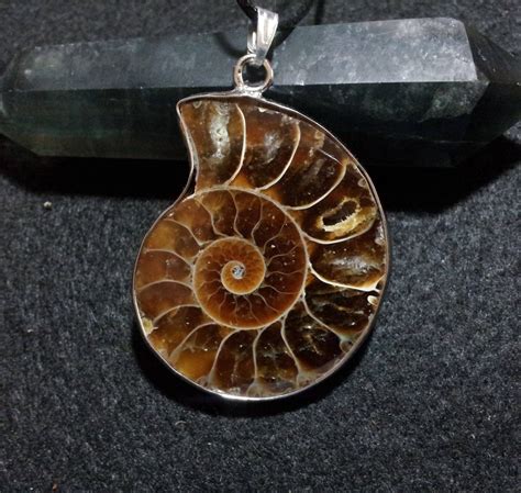 Ammonite Fossil Pendant with Free Shipping Worldwide ~ fossil necklace ...