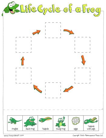 Life Cycle of a Frog Worksheets - Cut and Paste