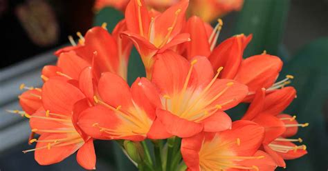 How to Grow and Care for Clivia Houseplants | Gardener’s Path