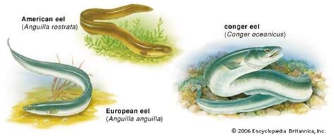 Eel - Anatomy, Migration, Adaptation | Britannica