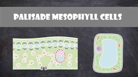 Palisade Mesophyll Cells | Cell Biology - YouTube