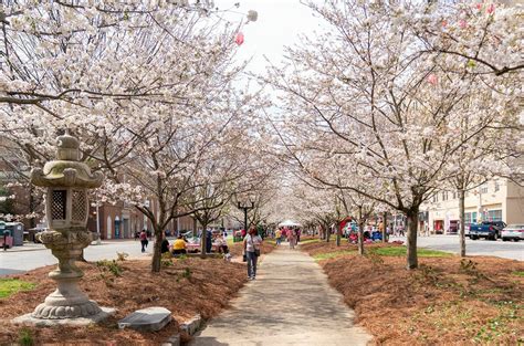 About the Cherry Trees | Cherry Blossom Festival