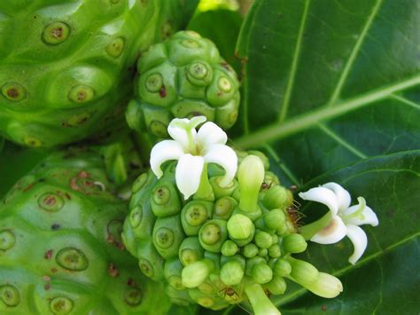 starr-091104-0772-Morinda_citrifolia-flowers_and_fruit-Kah… | Flickr