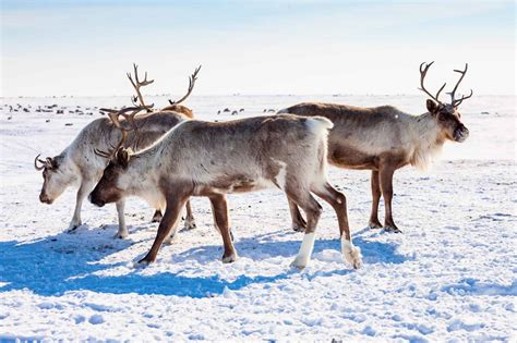 Arctic Tundra Landscape Animals