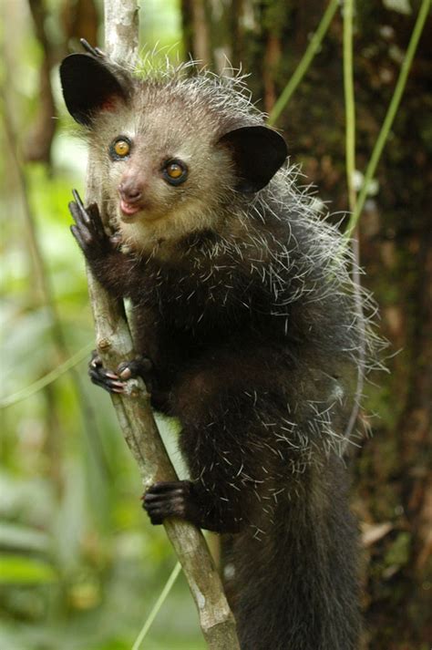 Absurd Creature of the Week: Aye-Aye Gives World the Highly Elongated ...