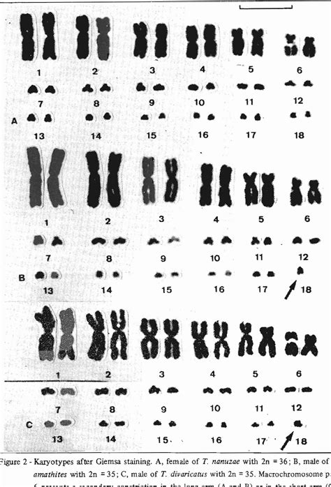 [PDF] KARYOTYPE AND EVOLUTION OF THE Tropidurus nanuzae SPECIES GROUP (SAURIA, IGUANIDAE ...