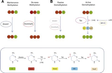 The DNA methylation and demethylation pathway. Overview of the DNA... | Download Scientific Diagram