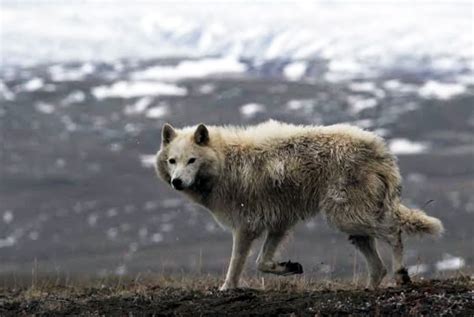 Baffin Island Wolf (Canis lupus manningi) – The Wolf Intelligencer